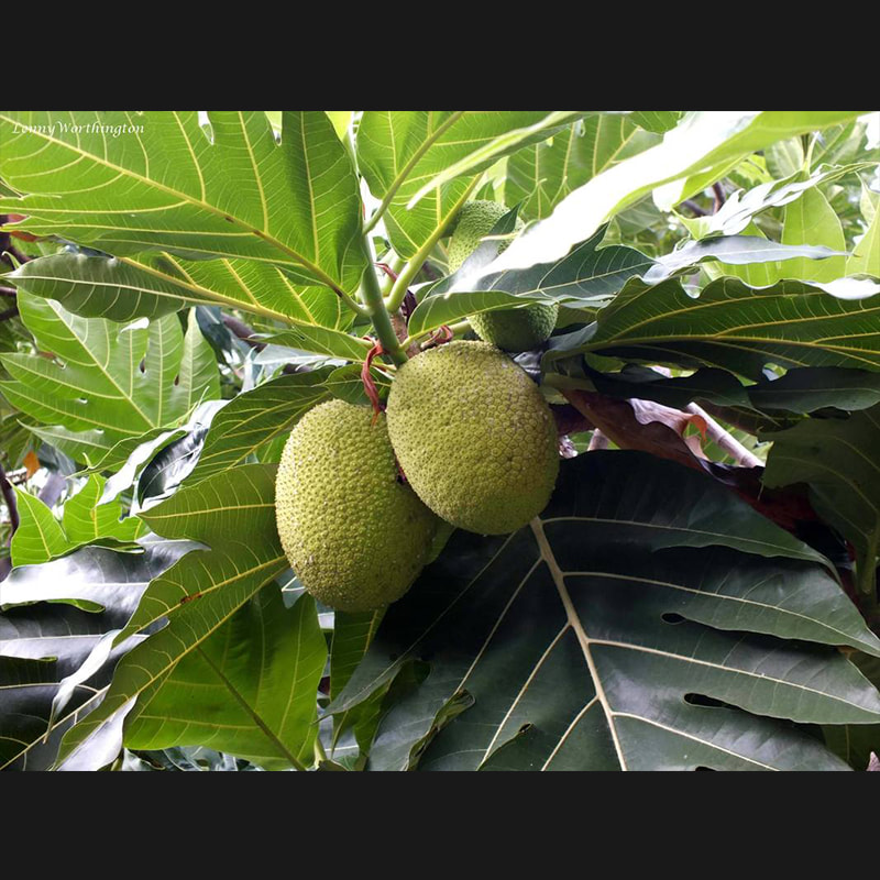 artocarpus-altilis_2_orig - Toronto Bangla Town | Digital Bangla Weekly Magazine
