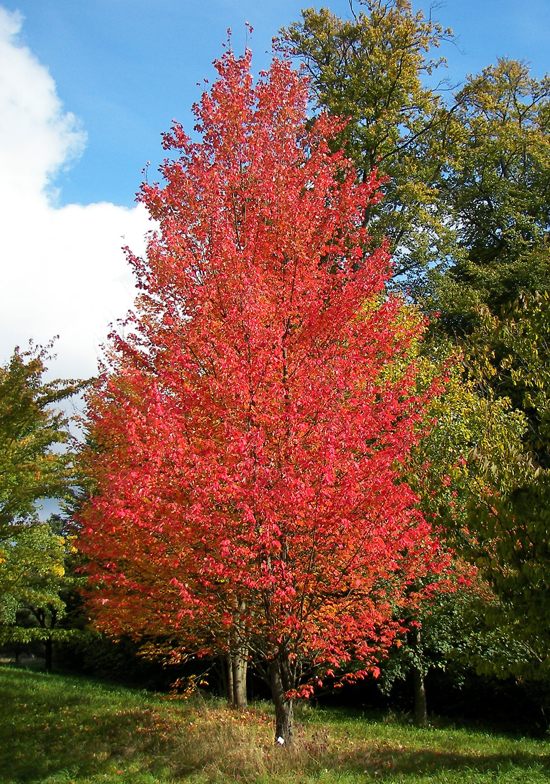Red-maple - Toronto Bangla Town | Digital Bangla Weekly Magazine